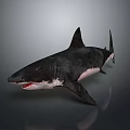Realistic 3D Shark with Open Mouth Sharp Teeth and Black White Body on Dark Background