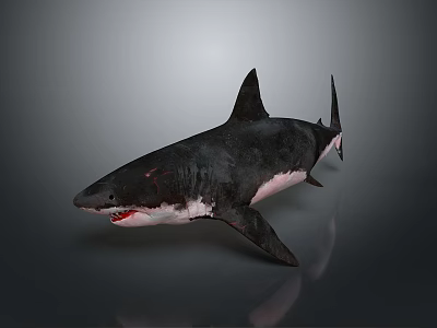 shark great white shark whale shark hammerhead shark tiger head shark man-eating shark blue shark coral red coral white coral 3d model