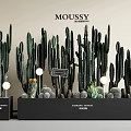 Various Cactus Bonsai Plants Arranged in Black Pots for Home Decor