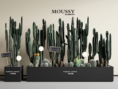 Various Cactus Bonsai Plants Arranged in Black Pots for Home Decor 3d model