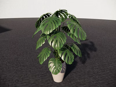 Potted Monstera Plant With Lush Green Leaves In White Ceramic Pot For Indoor Decor 3d model