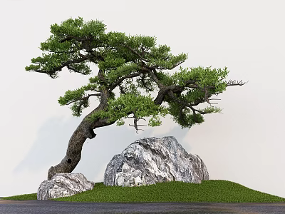 Curved Trunk Pine Tree With Large Rocks On Green Grassy Ground And White Wall Background 3d model