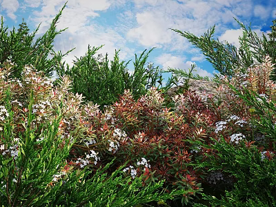 Lush Shrubs With Vibrant Red And White Flowers Against Blue Sky With Clouds 3d model