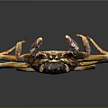 Aquatic Crab with Orange Spotted Shell and Long Textured Legs in Marine Environment
