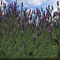 Blooming Lavender Flowers In Field With Green Stems And Purple Blooms