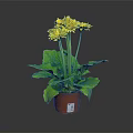 Healthy Potted Plant with Bright Yellow Flowers and Lush Green Leaves in Brown Pot