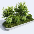 Shrubs in Rectangular Concrete Planter with Various Heights Shapes Round Trimmed and Tall Leafy Bushes