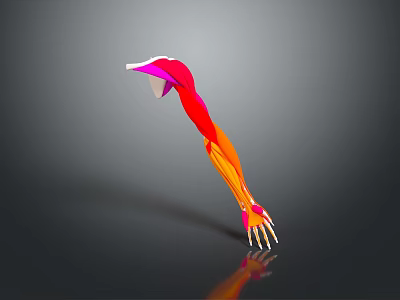 Detailed Colored 3D Illustration of Human Arm Muscles Anatomical Structure 3d model