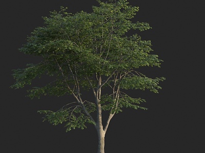 Modern Tree European Beech European Water Cyclobalanopsis Wood model