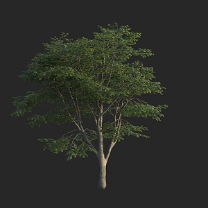 Modern Tree European Beech European Water Cyclobalanopsis Wood 3d model