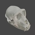 Detailed White Primate Skull Display On Dark Background With Visible Teeth 3d model