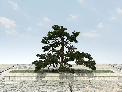 Ornamental Pine Tree on Stone Pavement Platform with Grass and Blue Sky White Clouds 3d model