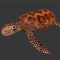 Reptile Sea Turtle Close Up With Orange Red Patterned Shell And Webbed Limbs