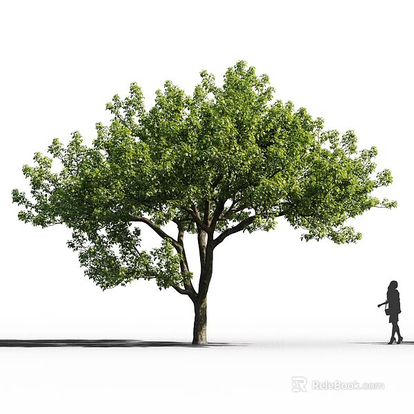 Tall Arbor Featuring Lush Green Foliage Thick Trunk Shadow And Walking Person Silhouette 3d model 