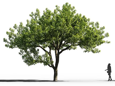 Tall Arbor Featuring Lush Green Foliage Thick Trunk Shadow And Walking Person Silhouette 3d model