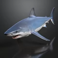 Great White Shark Model With Open Mouth Sharp Teeth On Dark Background And Reflection