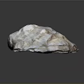 Shell As Biological Organ With Hair Like Layered Texture White Brown