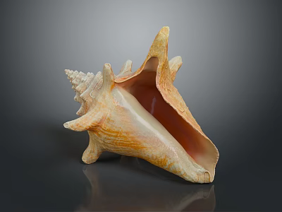 Close Up View Of Marine Animal Conch Shell With Orange Tan Texture And Smooth Reflection 3d model