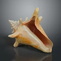 Close Up View Of Marine Animal Conch Shell With Orange Tan Texture And Smooth Reflection