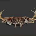Aquatic Brown Crab with White Claws Brown Shell and Long Legs 3d model