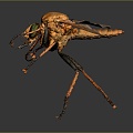 Mosquito Cartoon Mosquito Cartoon Insect Monster Monster Cartoon Monster Monster Cartoon Monster 3d model