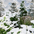 Modern snow winter plants 3d model