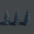 Three Tall Coniferous Pine Trees With Upright Needle Like Foliage And Shadows