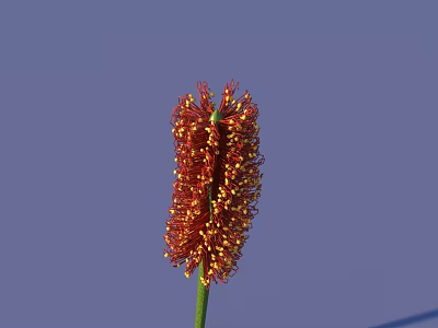 Vibrant Red Columnar Flower With Yellow Stamens Against Blue Sky Background 3d model