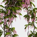Wisteria Arch Garden Decor With Lush Green Vines And Purple Flowers