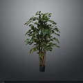 Indoor Green Plant with Multiple Trunks Lush Leaves in Dark Pot Grey Background