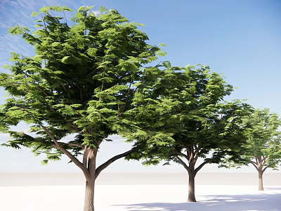 Lush Green Arbor Trees With Thick Trunks Against Blue Sky And White Ground 3d model