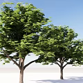 Lush Green Arbor Trees With Thick Trunks Against Blue Sky And White Ground