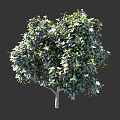 Lush Arbor With Green Leaves And White Flowers In Elegant Natural Shape