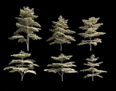 Various Forms of Arbor Trees with Lush Foliage Isolated on Black Background 3d model