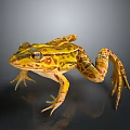Yellow And Brown Striped Frog On Gray Background With Shiny Skin Detailed 3D Render