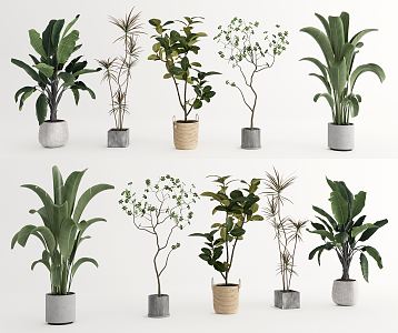 modern potted plant green plant potted plant canna plantain dracaemia 3d model