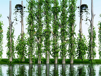 Lush Green Vines Climbing Tall Trees With Fresh Leaves And Water Reflection 3d model