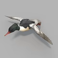 Flying Duck With Red Beak And Black White Feathers Spread Wings In Flight