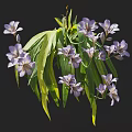 Purple Flowers With White Edges And Green Leaves On Black Background