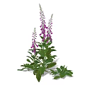 Purple Foxglove Flowers With Green Leaves And Tall Blooming Stems