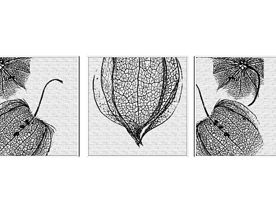 Black and White Botanical Leaf Vein Wall Art Set of Three for Home Decor 3d model
