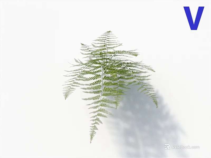 Beautiful Green Fern Plant with Fresh Leafy Fronds on White Background 3d model 