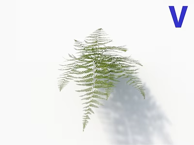 Beautiful Green Fern Plant with Fresh Leafy Fronds on White Background 3d model
