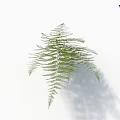 Beautiful Green Fern Plant with Fresh Leafy Fronds on White Background