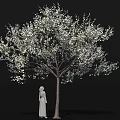 Flowering Arbor Adorned with Abundant White Blossoms and Standing Statue Detailed Close Up