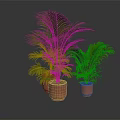 Green Palm Plants In Terracotta Pots On Dark Indoor Background