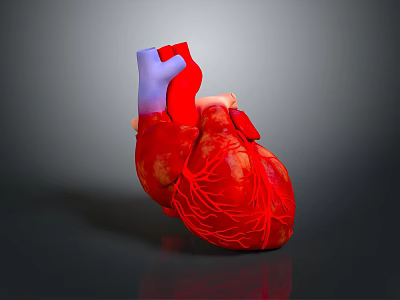 Heart Anatomy Model Medical Device for Detailed Medical Education and Training 3d model