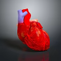 Heart Anatomy Model Medical Device for Detailed Medical Education and Training