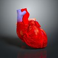 Heart Heart Human Heart Heart Anatomical Organs Human Organs Human Body 3d model