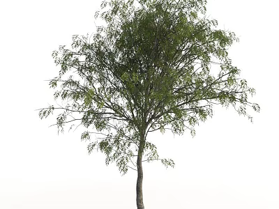 Natural Arbor With Thick Trunk Lush Branches And Vibrant Green Leaves 3d model